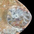 Fish-Shaped Fossil Goniatite Dish (Brown) - Stoneware #62455-2